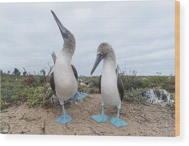 531676 Wood Print featuring the photograph Blue-footed Booby Courtship Dance by Tui De Roy