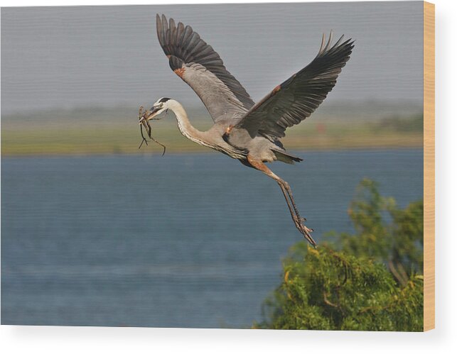Ardea Herodias Wood Print featuring the photograph Great Blue Heron (ardea Herodias #6 by Larry Ditto