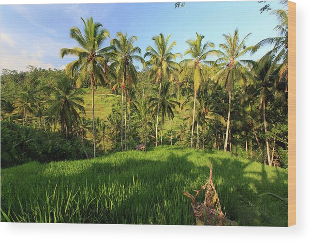 Scenics Wood Print featuring the photograph Indonesia, Bali, Rice Fields And #6 by Michele Falzone