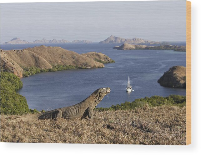 Komodo Dragon Wood Print featuring the photograph Komodo Dragon #6 by M. Watson