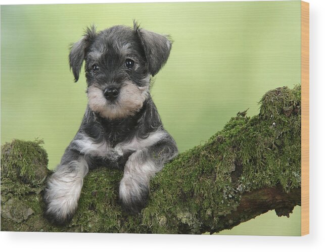 Dog Wood Print featuring the photograph Miniature Schnauzer Puppy #6 by John Daniels