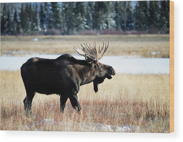 Grass Wood Print featuring the photograph Moose, Alces Alces #6 by Mark Newman