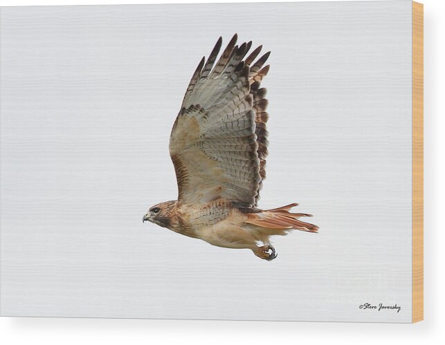 Red Tail Hawk Wood Print featuring the photograph Red Tail Hawk #6 by Steve Javorsky