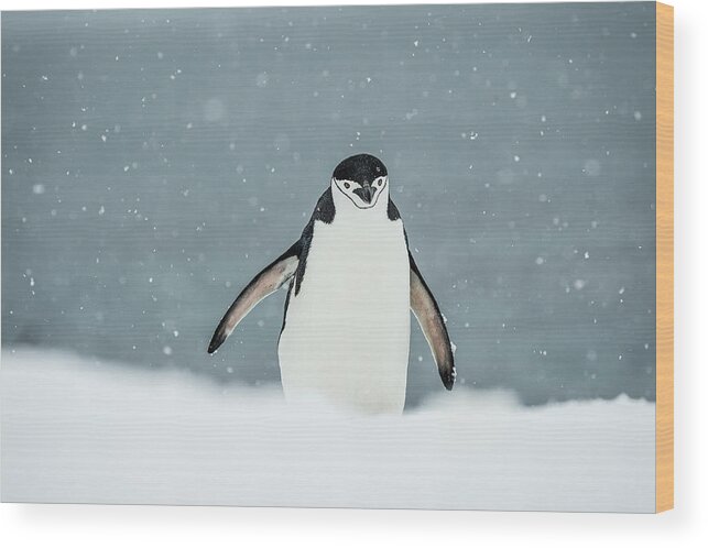 Antarctic Ocean Wood Print featuring the photograph Chinstrap Penguin Pygoscelis #7 by Deb Garside