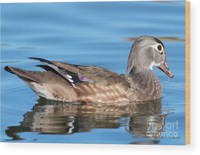 Male Wood Duck Wood Print featuring the photograph Female Wood Duck #7 by Steve Javorsky