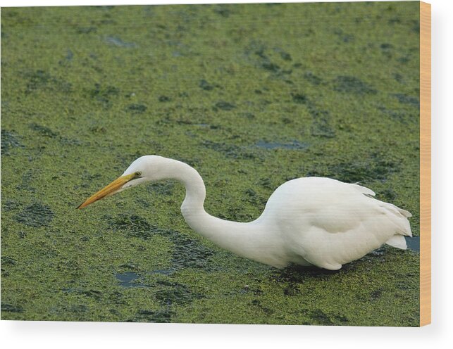 Animal Themes Wood Print featuring the photograph Great Egret #7 by Mark Newman