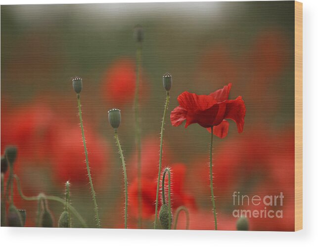 Poppy Wood Print featuring the photograph Red #7 by Nailia Schwarz