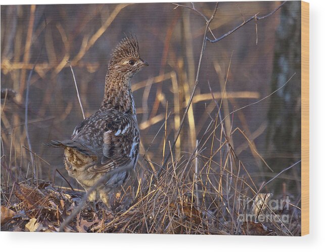 Bedford Wood Print featuring the photograph Ruffed Grouse #7 by Ronald Lutz