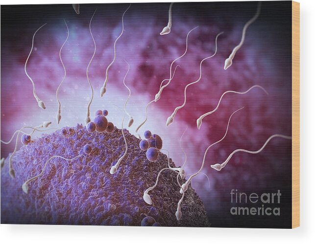 Fertility Wood Print featuring the photograph Sperm And Ovum #7 by Science Picture Co