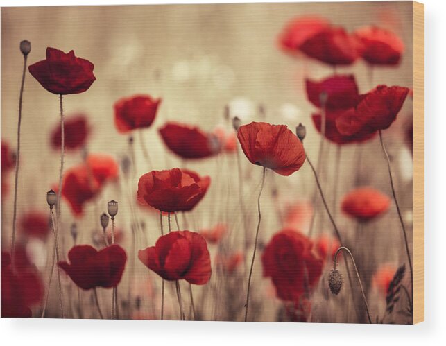Poppy Wood Print featuring the photograph Summer Poppy by Nailia Schwarz