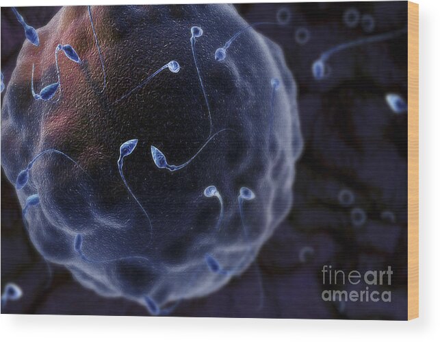 Human Anatomy Wood Print featuring the photograph Fertilization #8 by Science Picture Co