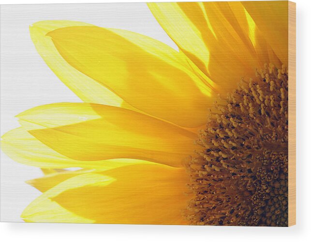 Sunflower Wood Print featuring the photograph Sunflower by Cindi Ressler
