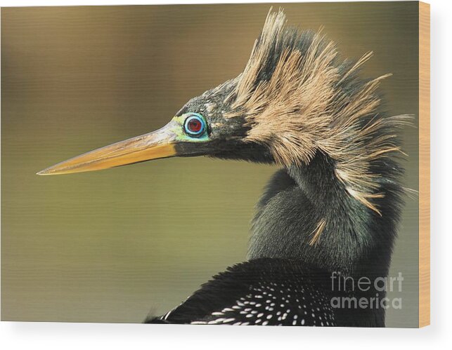 Anhinga Wood Print featuring the photograph 80's Pop Star by Adam Jewell