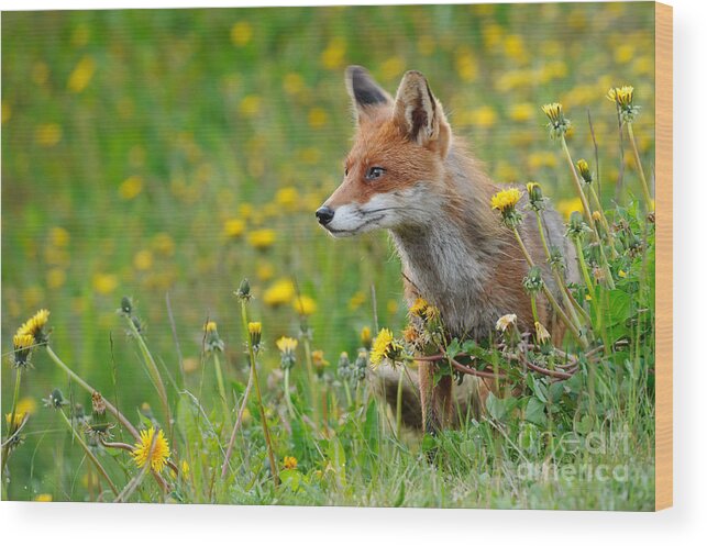 European Red Fox Wood Print featuring the photograph European Red Fox #16 by Willi Rolfes