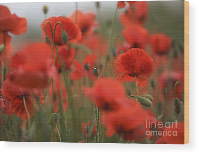 Poppy Wood Print featuring the photograph Red #9 by Nailia Schwarz