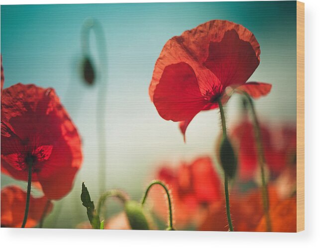 Poppy Wood Print featuring the photograph Summer Poppy #9 by Nailia Schwarz