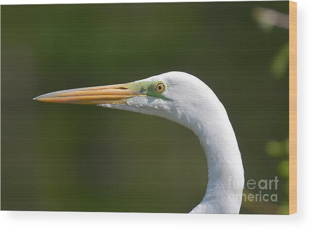 Great White Egret Wood Print featuring the photograph A Beautiful Face by Kathy Baccari