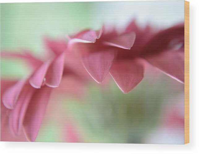 Flower Wood Print featuring the photograph A Beautiful Whisper by Melanie Moraga
