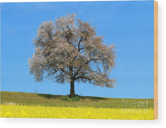  Agriculture Wood Print featuring the photograph A blooming lone Tree in Spring with canolas in front 2 by Amanda Mohler