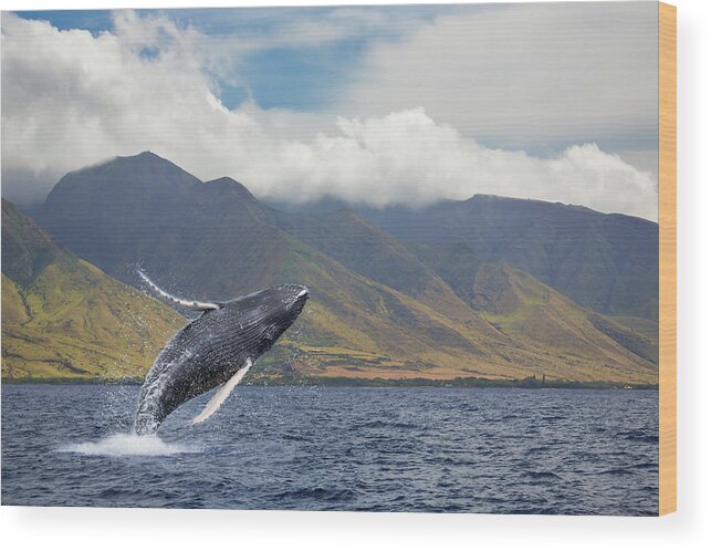 Animals In The Wild Wood Print featuring the photograph A Breaching Humpback Whale Megaptera by Dave Fleetham