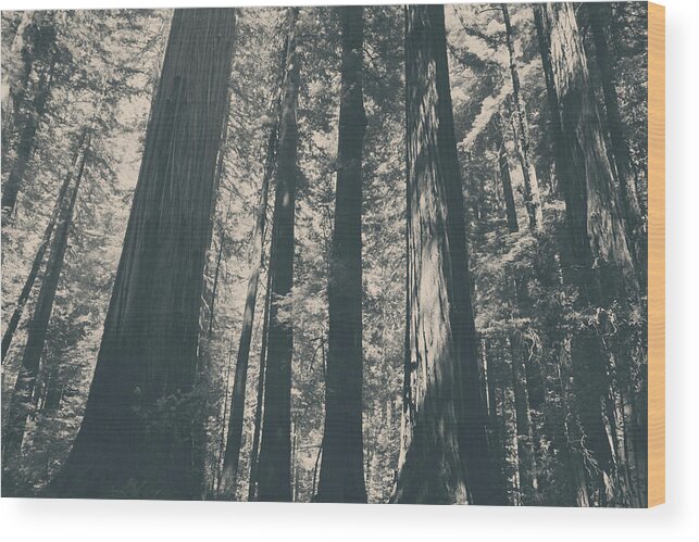 Humboldt Redwoods State Park Wood Print featuring the photograph A Breath of Fresh Air by Laurie Search