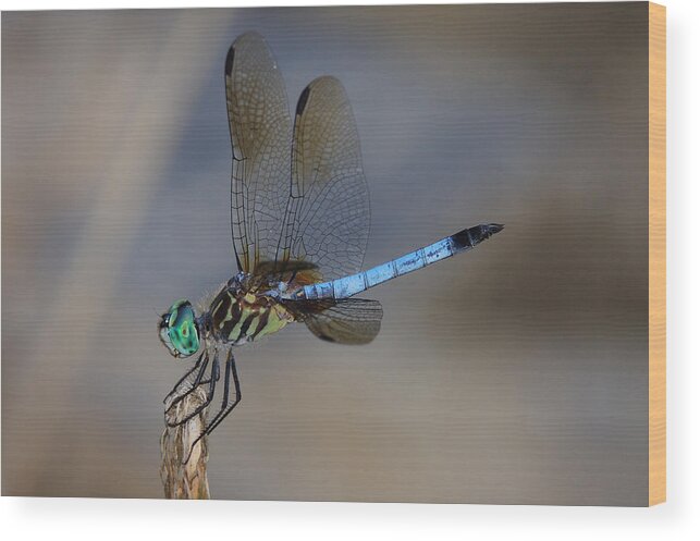 Dragonfly Wood Print featuring the photograph A Dragonfly IV by Raymond Salani III