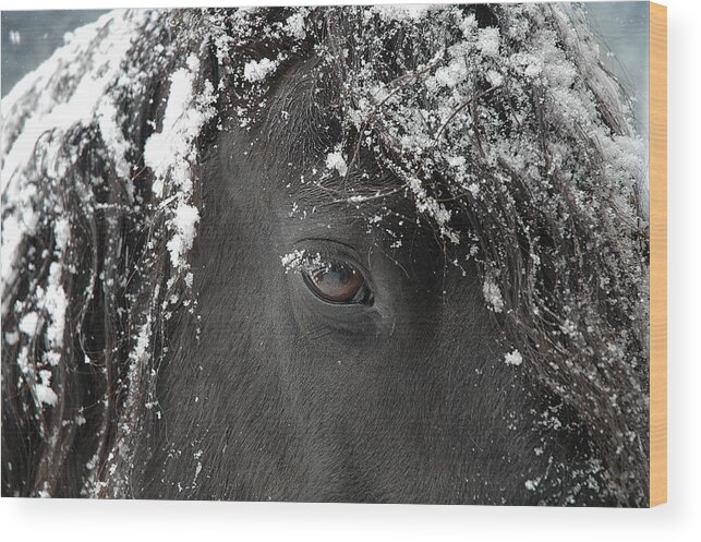 Horses Wood Print featuring the photograph A few of my favorite things by Fran J Scott