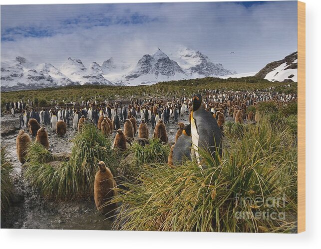 South Georgia Wood Print featuring the photograph King Penguins with Snowy Mountain Backdrop on South Georgia Island by Tom Schwabel