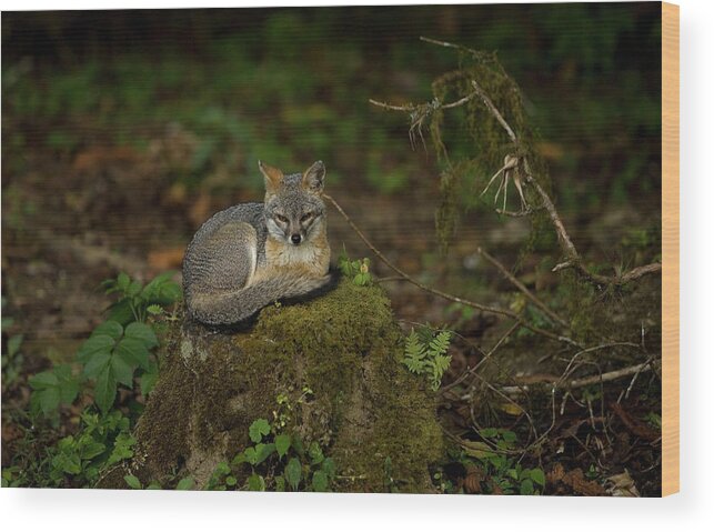 Animal Themes Wood Print featuring the photograph A Gray Fox Sits In A Tree Trunk by Chico Sanchez