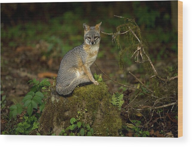 Animal Themes Wood Print featuring the photograph A Gray Fox Urocyon Cinereoargenteus by Chico Sanchez
