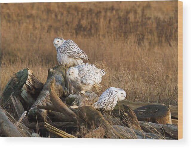 Adult Wood Print featuring the photograph A Group of Snowy Owls by Michael Russell