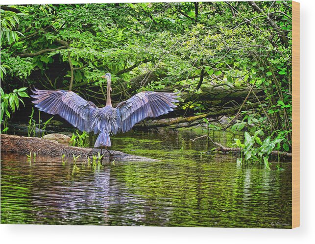Birds Wood Print featuring the photograph A Heron Touches Down by Eleanor Abramson