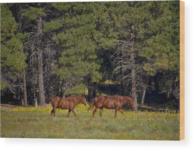 Spring Wood Print featuring the photograph A Horse's Life by Tom Kelly