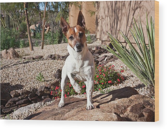 Alert Wood Print featuring the photograph A Jack Russell Terrier Standing by Zandria Muench Beraldo