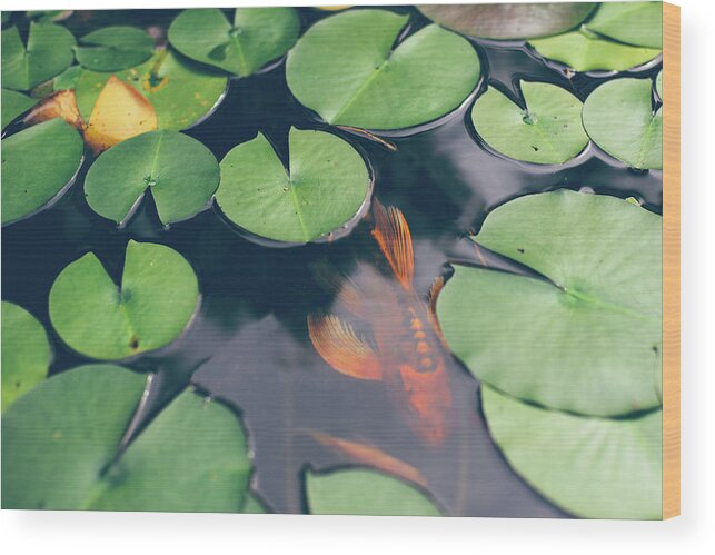 Pets Wood Print featuring the photograph A Koi Fish Swimming Underneath Lily by Melissa Ross