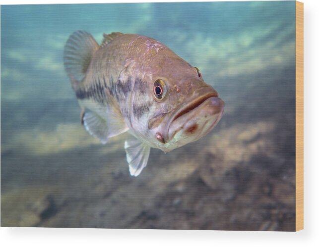 A Largemouth Bass Faces Swimming Wood Print