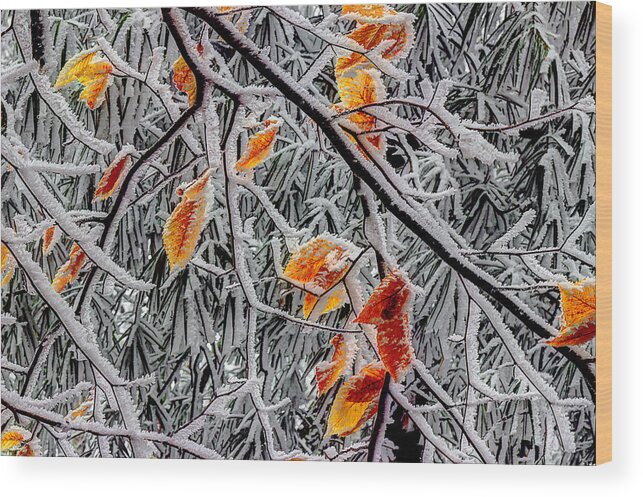 Snow Leaves Wood Print featuring the photograph A Little Cheer On A Snowy Day by Michael Eingle