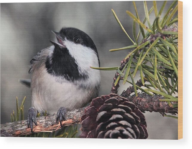 Surprised Chickadee Wood Print featuring the photograph A Moment of Surprise by Theo
