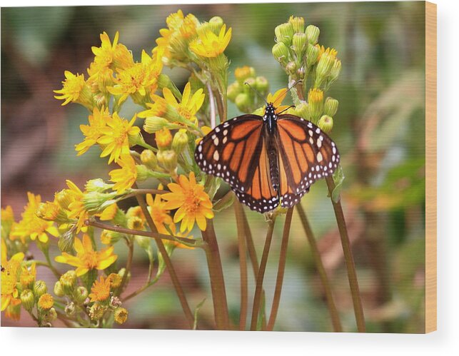 Monarch Wood Print featuring the photograph A Monarch Butterfly by Robert McKinstry