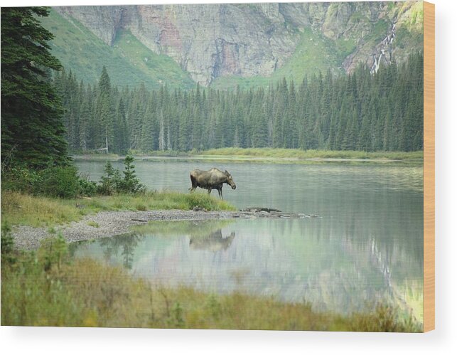 Scenics Wood Print featuring the photograph A Moose Morning by Sandy L. Kirkner