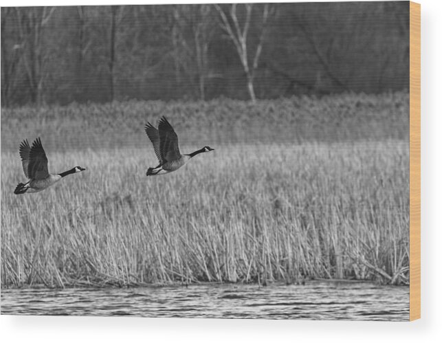 Pair Of Canada Geese Wood Print featuring the photograph A Pair of Geese Leaving the Marsh in Black and White by Thomas Young