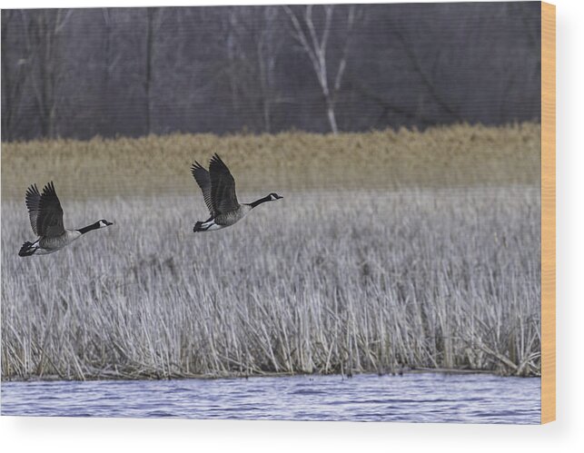 Pair Of Canada Geese Wood Print featuring the photograph A Pair of Geese Leaving the Marsh by Thomas Young