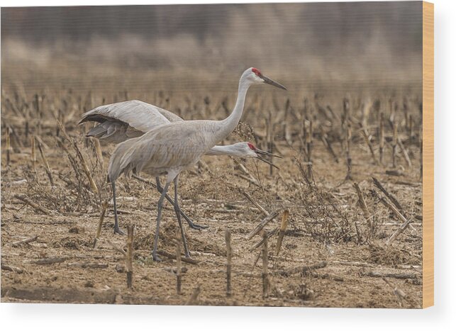 Courting Sandhill Cranes Wood Print featuring the photograph A Pair Of Sandhill Cranes 2014-2 by Thomas Young