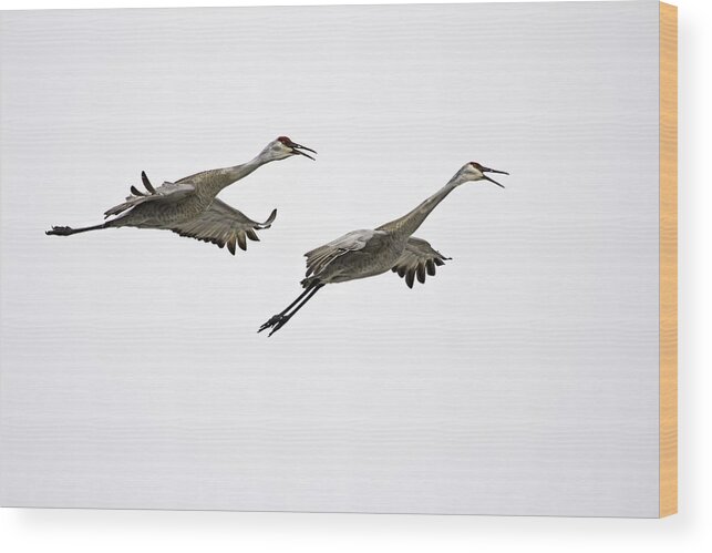 Sandhill Cranes Wood Print featuring the photograph A Pair Of Sandhill Cranes by Thomas Young