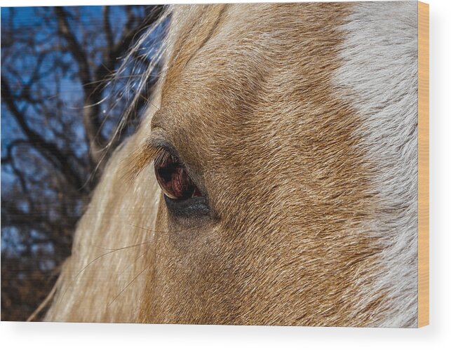Afternoon Wood Print featuring the photograph A Palomino's Eye. by Doug Long