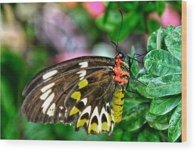 Butterfly Wood Print featuring the photograph A Restful Moment by Rosemary Aubut