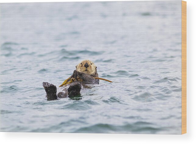 Vancouver Island Wood Print featuring the photograph A Sea Otter Hangs On To Kelp In Nootka by Debra Brash / Design Pics