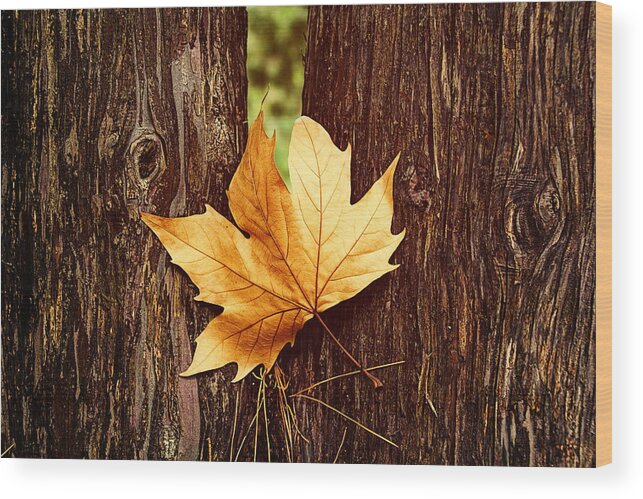 Maple Wood Print featuring the photograph A Single Maple Tree Leaf by Douglas Barnard