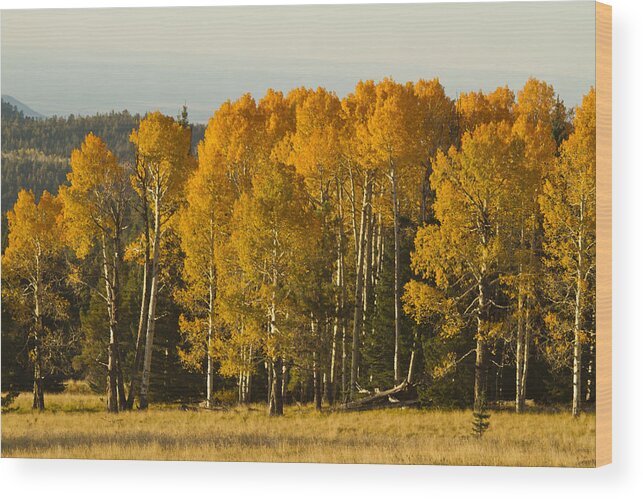 Fall Wood Print featuring the photograph A Splendid Afternoon by Tom Kelly