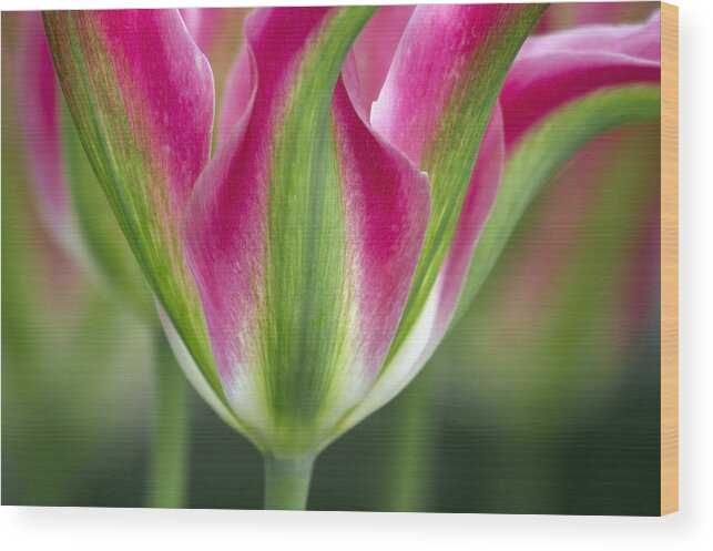 Tulip Wood Print featuring the photograph A standout by Elvira Butler